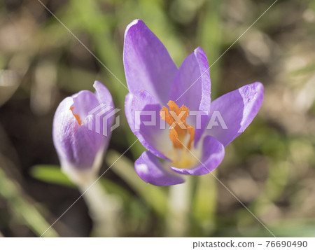 close up macro violet Crocus vernus spring flower on green leaves bokeh background, selective focus on pistil 76690490