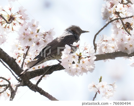 Bulbul flying to a cherry tree Bulbul flying to a cherry tree 76690494