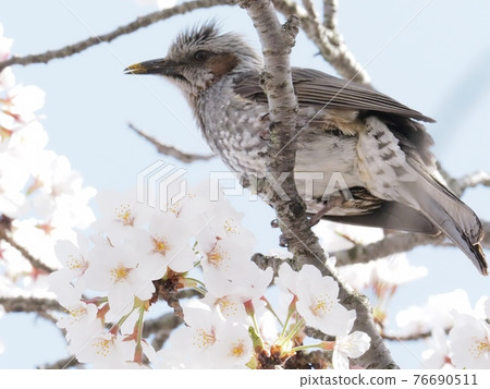 Bulbul flying to a cherry tree Bulbul flying to a cherry tree 76690511