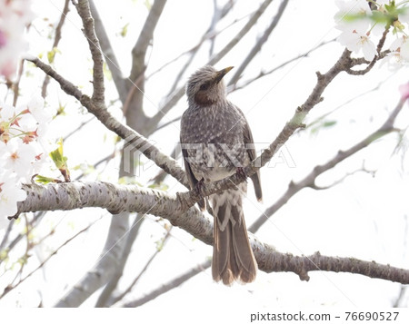 飛到櫻桃樹的鵯 76690527