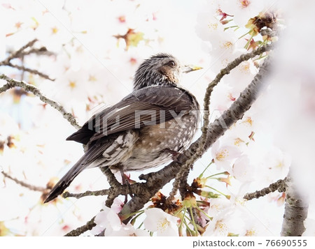 飛到櫻桃樹的鵯 76690555