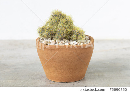 Cactus in terracotta pot on the cement table background. Cactus in terracotta pot on the cement table background. 76690860