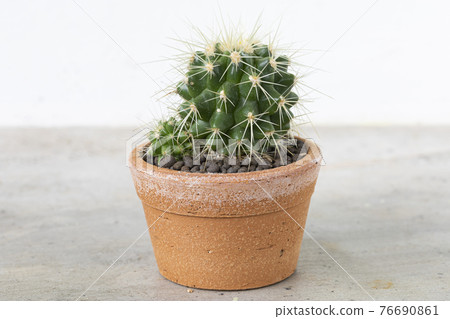 Cactus in terracotta pot on the cement table background. Cactus in terracotta pot on the cement table background. 76690861