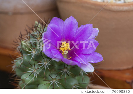 Close up purple cactus flowers blooming. - Stock Photo [76690880] - PIXTA