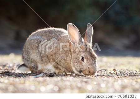 Rabbit of Okunojima 76691025
