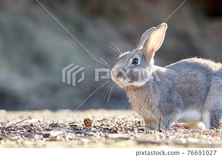 Rabbit of Okunojima 76691027