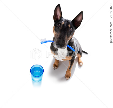 dog at the dentist dog at the dentist 76691079