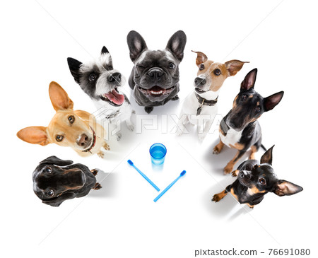 dog at the dentist dog at the dentist 76691080