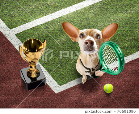 tennis player dog tennis player dog 76691090