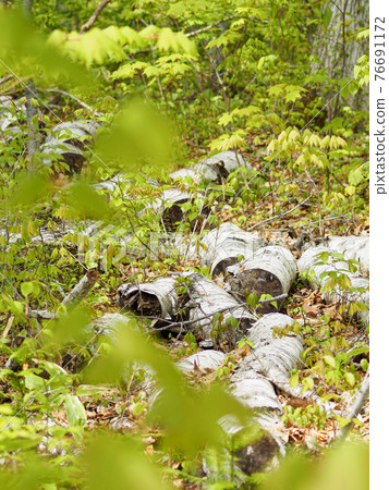 Vertical composition of the trunk of a cut fallen tree Vertical composition of the trunk of a cut fallen tree 76691172