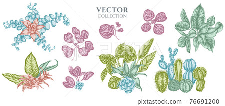 Flower bouquet of pastel ficus, iresine, kalanchoe, calathea, guzmania, cactus 76691200