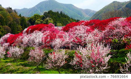 Hanamomo no Sato, which is in full bloom beautifully Hanamomo no Sato, which is in full bloom beautifully 76691664