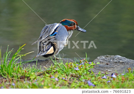 Male teal grooming Male teal grooming 76691823
