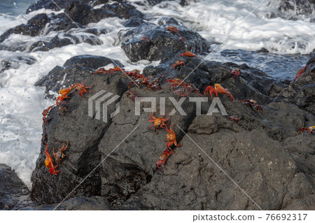 Sally Lightfoot Crabs - Galapagos Islands Sally Lightfoot Crabs - Galapagos Islands 76692317