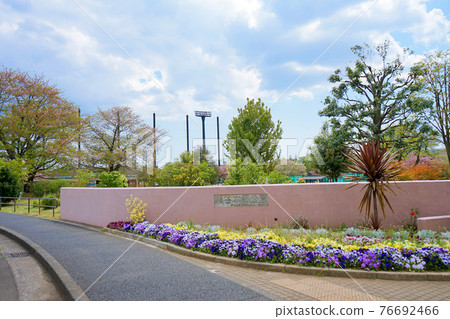 春天瀨谷本鄉公園 春天瀨谷本鄉公園 76692466