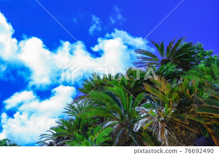 棕櫚樹和藍藍的天空 棕櫚樹和藍藍的天空 76692490