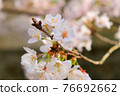 櫻花和芽 76692662