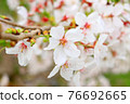 櫻花和芽 76692665