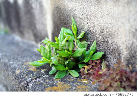 土人參fruticosum 土人參fruticosum 76692775