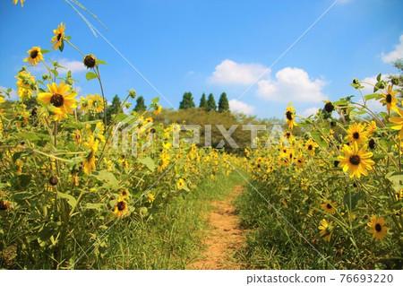 Midsummer sunflower field and a straight road in the countryside 76693220