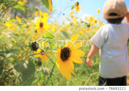 In the midsummer sunflower field and on the back of the child In the midsummer sunflower field and on the back of the child 76693221