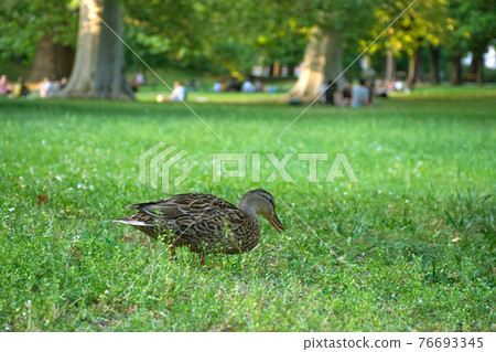 Beautiful Mallard wild ducks (Anas platyrhynchos, Anatidae) in the grass and people relaxing in the park, in Graz, Styria region, Austria. Selective focus. 76693345