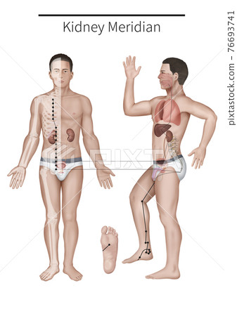 Joksoum nervous system illustration 76693741