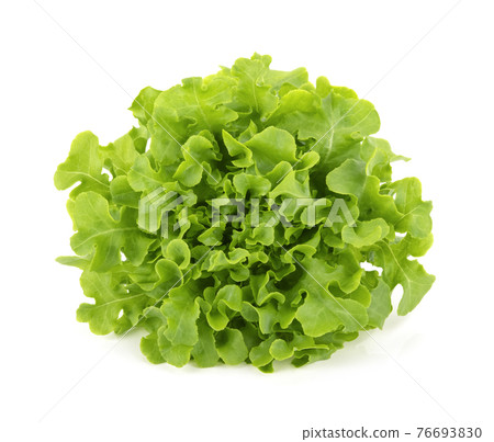 Green oak lettuce isolated on white background. Green oak lettuce isolated on white background. 76693830