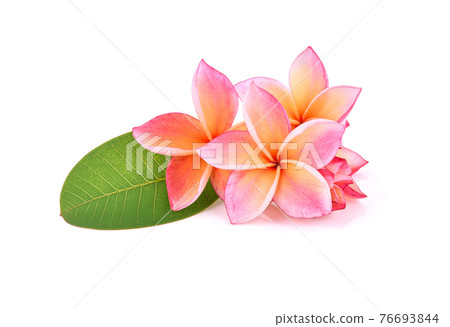 frangipani flower isolated on white background 76693844
