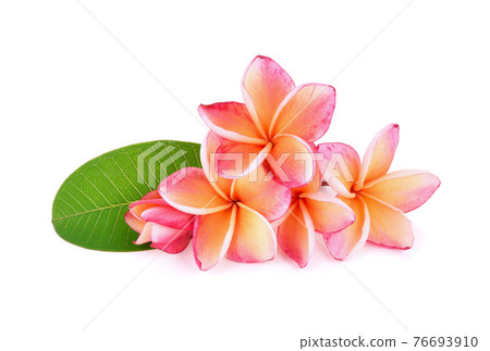 frangipani flower isolated on white background 76693910
