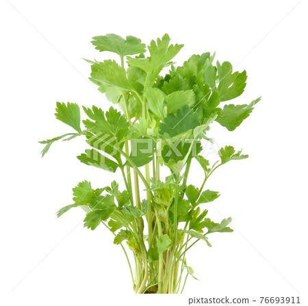 Chinese Celery isolated on white background 76693911