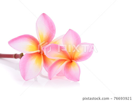 frangipani flower isolated on white background 76693921