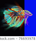 Hand-drawn bright abstract colorful stylized fashion illustration of a Betta Splendens fish on abstract geometric art background in neon colors. Fashion gift postcard for all nature lovers 76693978