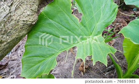 海芋葉子被昆蟲咬傷 76693985