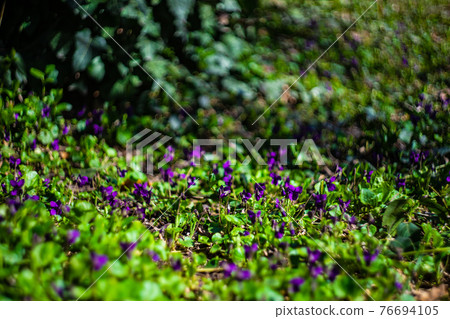 Viola odorata - Sweet Violet, English Violet, Common Violet, or Garden Violet 76694105