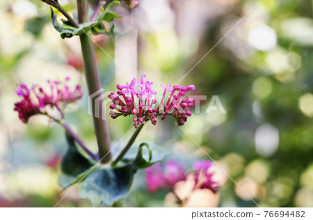 Flowers of red valerian detail Flowers of red valerian detail 76694482