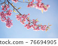 Pink blossoms on the branch with blue sky during spring blooming Branch with pink sakura blossoms and blue sky background. Blooming cherry tree branches against a cloudy blue sky 76694905