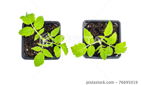 Green seedlings of tomatoes growing in ground in seedling containers Green seedlings of tomatoes growing in ground in seedling containers 76695019