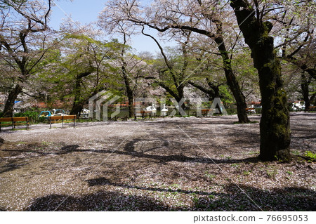 March Musashino 30 Hana Rather (Petal Jutan) and Inokashira Park March Musashino 30 Hana Rather (Petal Jutan) and Inokashira Park 76695053
