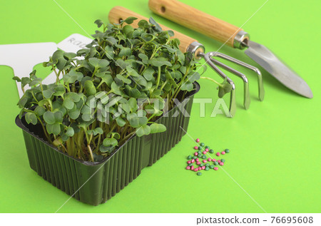 Planting microgreens. Pack with radish seeds. Garden tools for planting plants 76695608