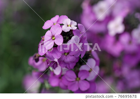 Purple everlasting wallflower flower spikes 76695678