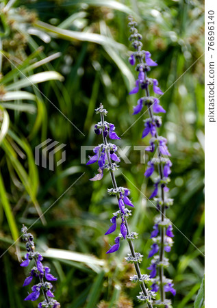 Mangelicon flower 76696140