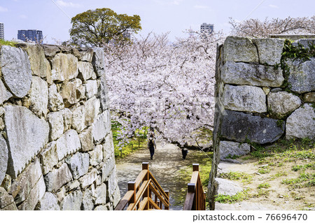 Maizuru Park with cherry blossoms in full bloom Fukuoka Castle Ruins 76696470