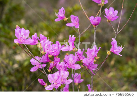 Rhododendron chinensis flowers blooming in spring satoyama Rhododendron chinensis flowers blooming in spring satoyama 76696560
