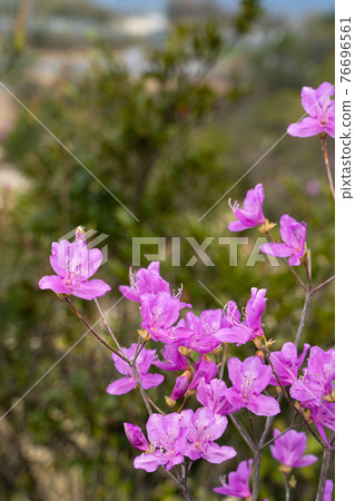 Rhododendron chinensis flowers blooming in spring satoyama 76696561