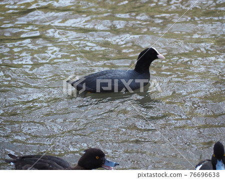 Coot and tufted duck 76696638