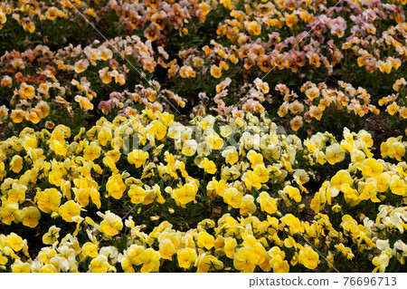 Screen-filled pansy flowers 76696713