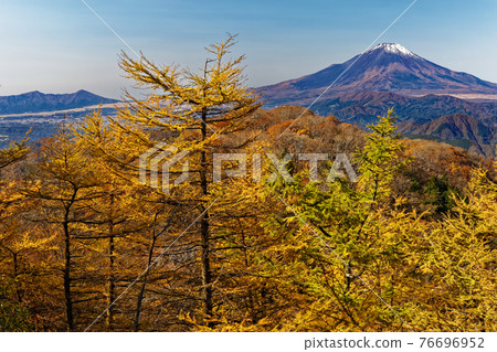 丹澤和鍋割山脊上的落葉松黃葉和富士山 76696952