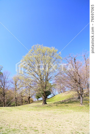 Spring in the park 76697065