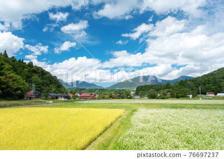 Image of cycling in the buckwheat field of Hiruzen Plateau 76697237